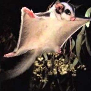 Meet your Posher, Maggie